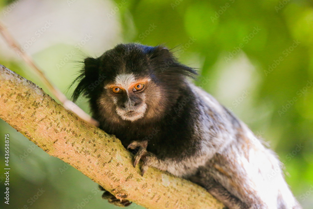 Animal marmoset Animal marmoset