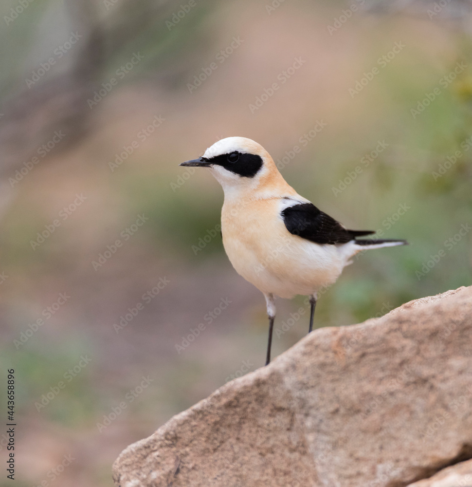 Westelijke Blonde Tapuit, Western Black-eared Wheatear, Oenanthe hispanica Westelijke Blonde Tapuit, Western Black-eared Wheatear, Oenanthe hispanica
