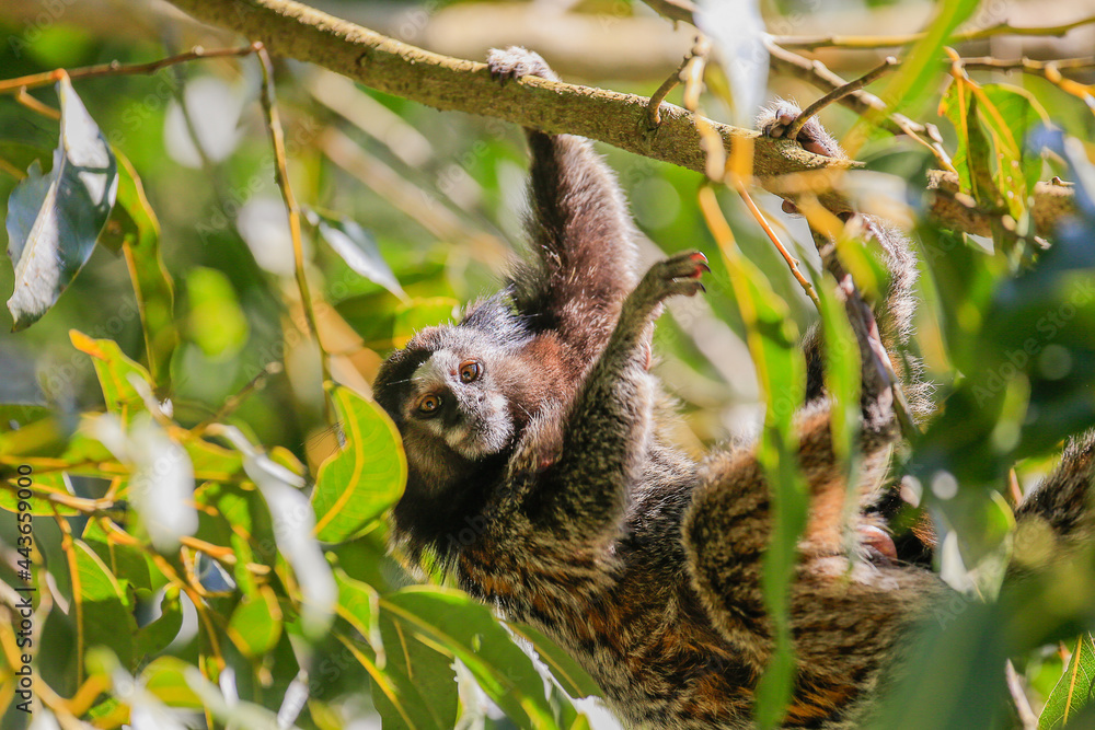 Naklejka premium Animal marmoset