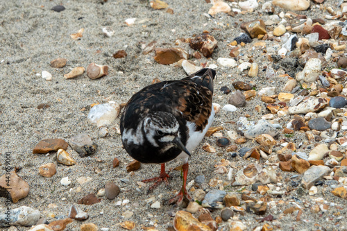 pretty turnstone with a mottled appearance blending in on the beach © Penny