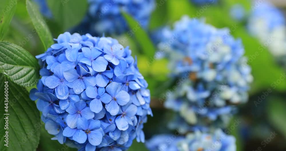 Hydrangea flower at the garden in Japan rainy day closeup Hydrangea flower at the garden in Japan rainy day closeup