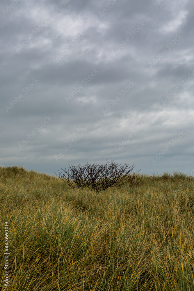 A deserted Embleton Bay in Northumberland, England, through the marram grass with cloudy skies overhead A deserted Embleton Bay in Northumberland, England, through the marram grass with cloudy skies overhead
