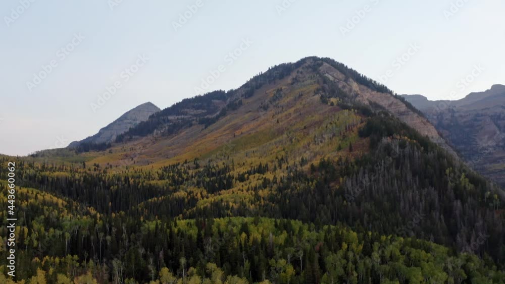 A descending aerial drone shot of a yellow golden Aspen forest with green pine trees scattered around with a large rocky mountain in the background on a fall day in American Fork, Utah A descending aerial drone shot of a yellow golden Aspen forest with green pine trees scattered around with a large rocky mountain in the background on a fall day in American Fork, Utah