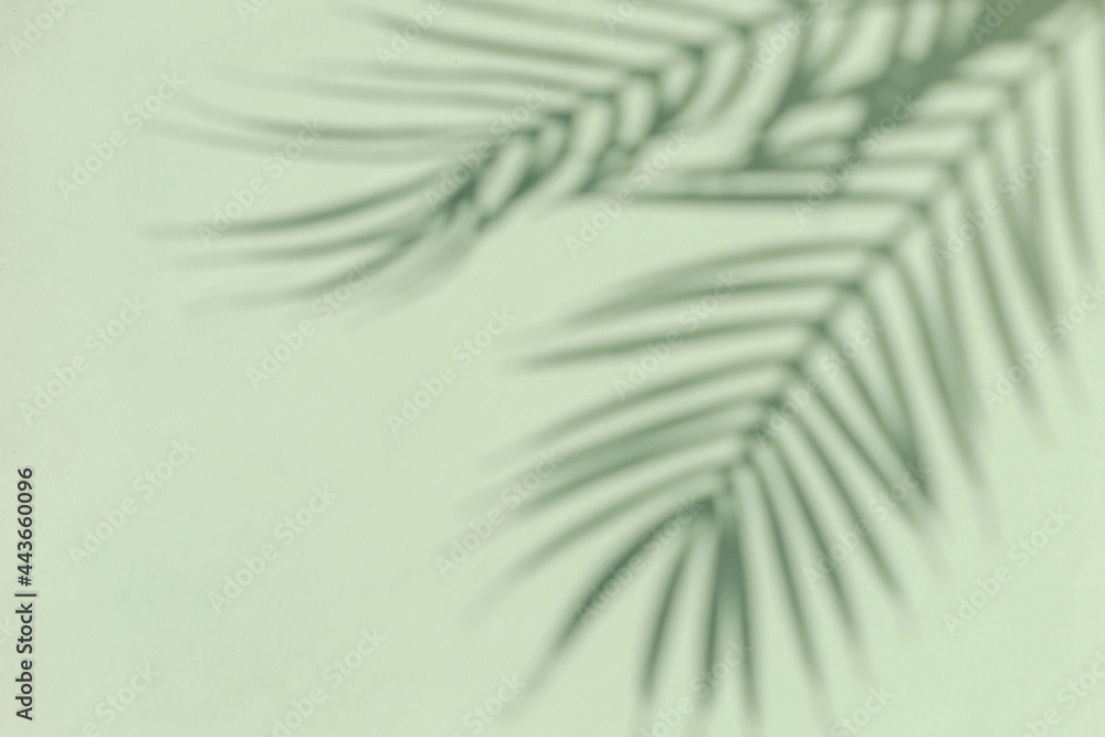 Fototapeta premium Silhouette of a tropical palm tree on a green background. Sunny summer concept.