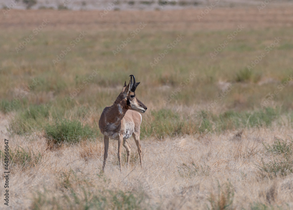 Pronghorn Antelope Buck in the Utah desert in Summer Pronghorn Antelope Buck in the Utah desert in Summer