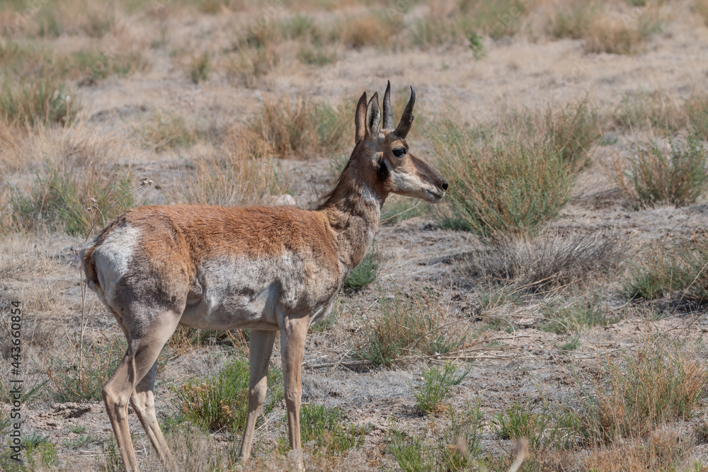 Pronghorn Antelope Buck in the Utah desert in Summer Pronghorn Antelope Buck in the Utah desert in Summer
