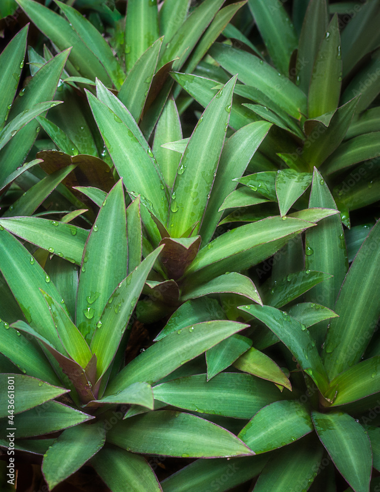 abstract of tropical green leaves with water droplets, wallpaper or backdrop for graphic designing, closeup view of natural background texture abstract of tropical green leaves with water droplets, wallpaper or backdrop for graphic designing, closeup view of natural background texture