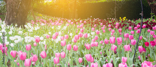 pink and yellow tulips #443661850