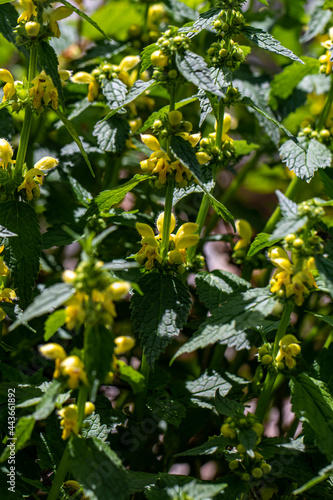 Lamium galeobdolon flower growing in forest, close up 