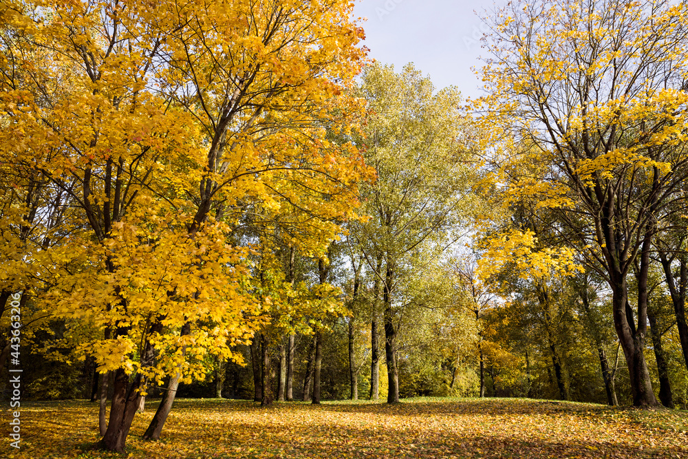Naklejka premium Yellowed foliage in the autumn season