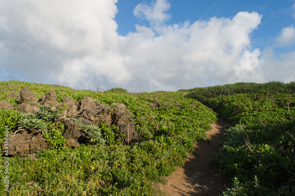 Naklejka premium 快晴の空と緑の中の赤土の一本道