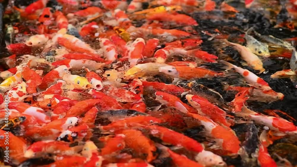 Fish swimming in big Koi pond at park Fish swimming in big Koi pond at park