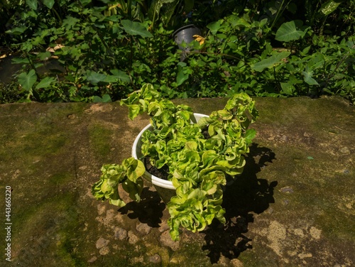 beautiful green flowers in the afternoon.