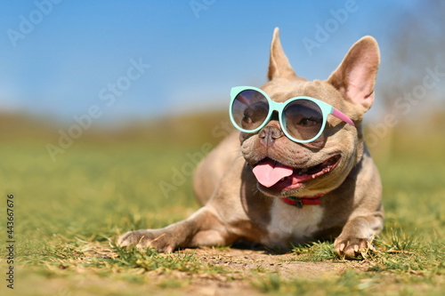 Fototapeta Naklejka Na Ścianę i Meble -  Cute lilac French Bulldog dog wearing blue sunglasses in summer on hot day