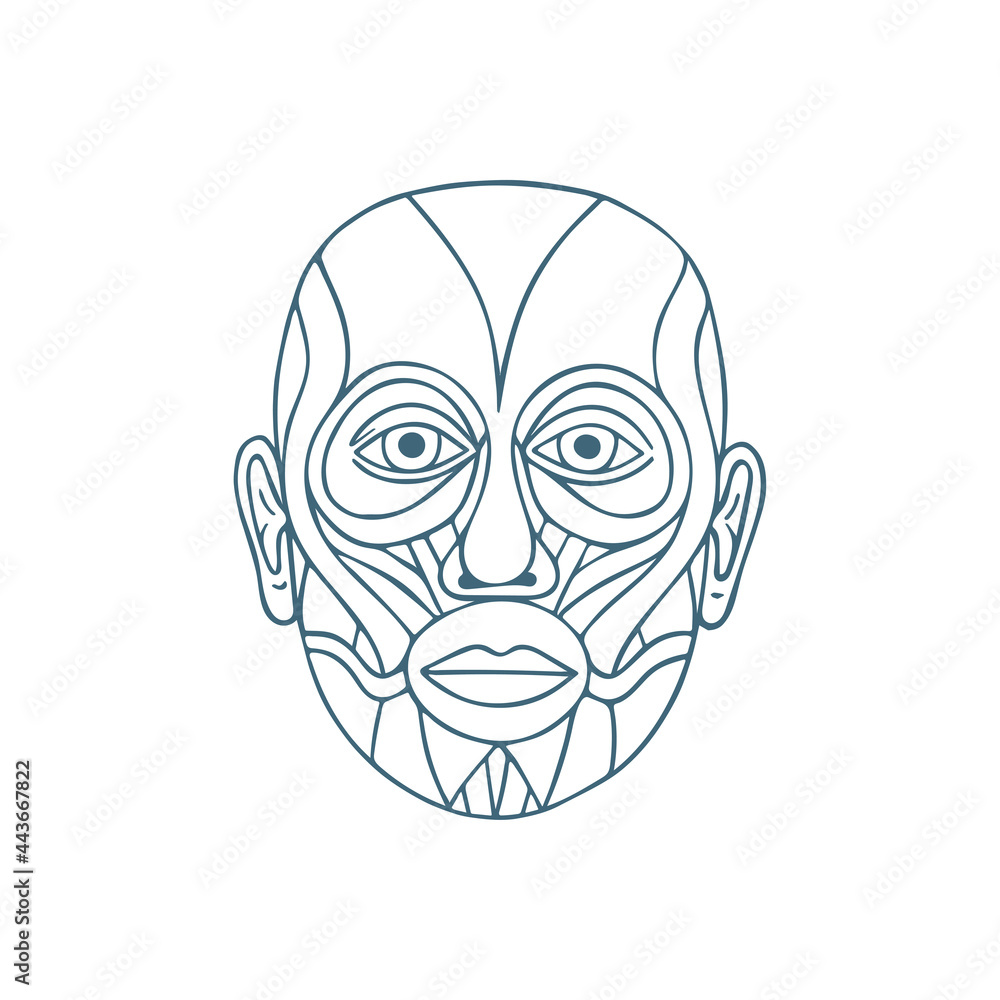 Head muscular system anatomy hand drawn vector illustration. Human face muscles outline drawing