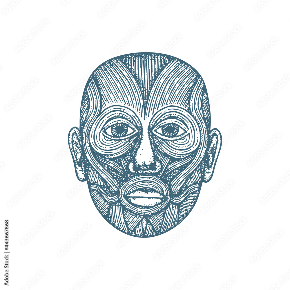 Head muscular system anatomy hand drawn vector illustration. Human face
