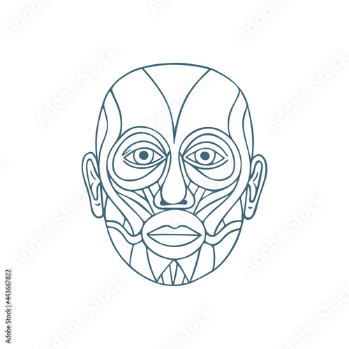 Head muscular system anatomy hand drawn vector illustration. Human face muscles outline drawing. Medical poster. Part of set.