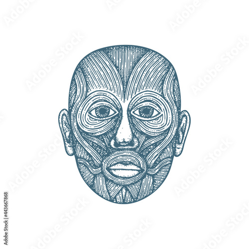 Head muscular system anatomy hand drawn vector illustration. Human face muscles vintage engraving style drawing. Medical poster. Part of set.