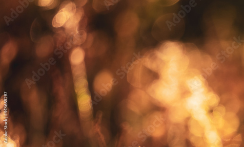 Blurred bokeh background from the forest