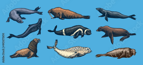 Fur seal, steller sea lion and walrus, ribbon and elephant, earless and harbor seal. Marine creatures, nautical animal or pinnipeds. Vintage retro signs. Doodle style. Hand drawn engraved sketch