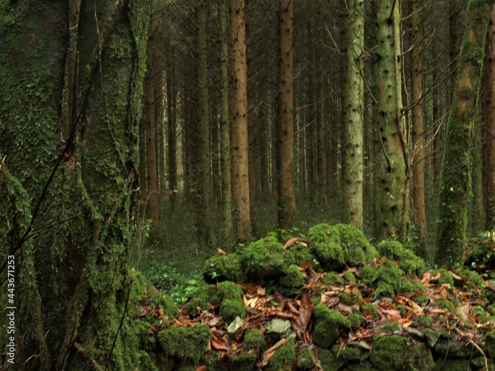 Fototapeta premium forêt