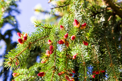 green needles on the fir