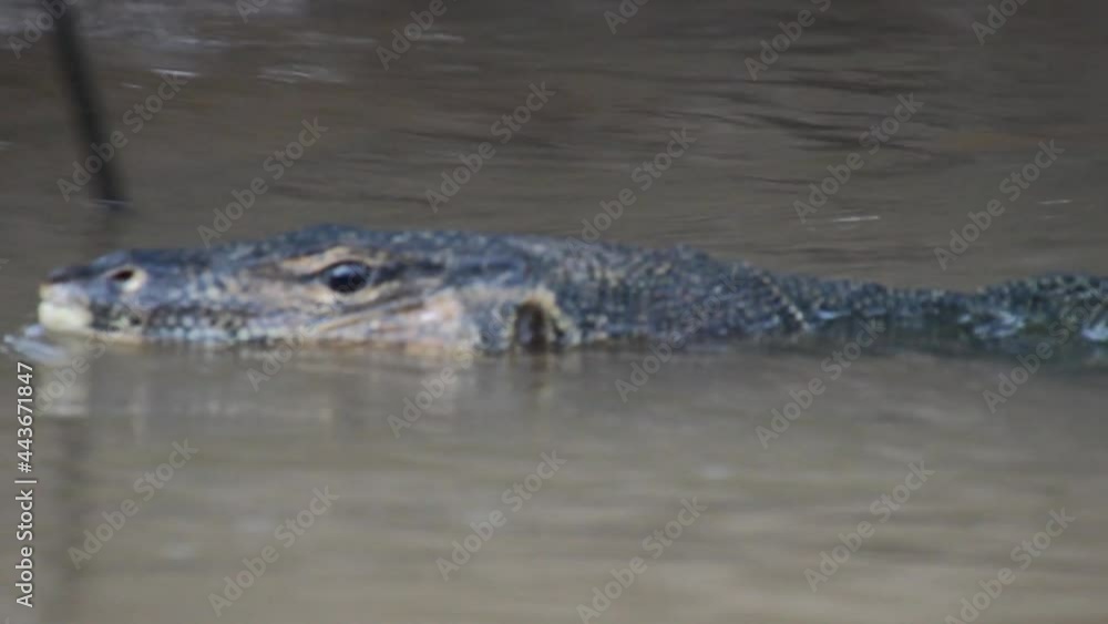 Monitor lizard in Kinabatangan river Monitor lizard in Kinabatangan river