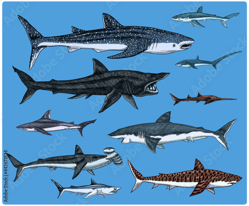 Sharks set.Great white shark, Sixgill sawshark. Basking Sand Tiger Hammerhead Thresher Atlantic Bull Mackerel Whale Blue sharks. Marine fish. Sea life. Hand drawn vintage sketch for logo or t-shirt.