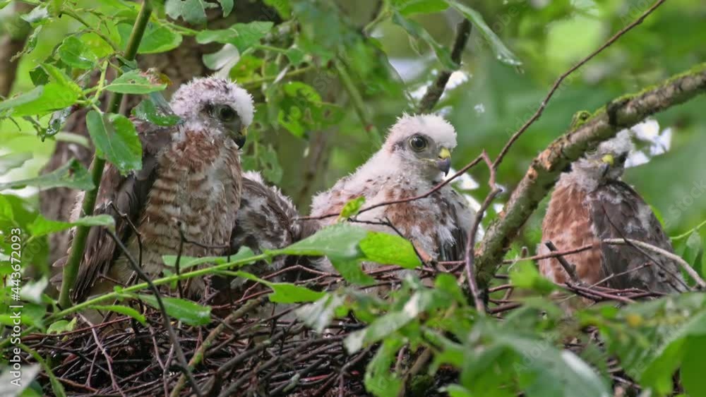 Eurasian sparrowhawk (Accipiter nisus) fledglings in nest, Heinsberg, North Rhine-Westphalia, Germany Eurasian sparrowhawk (Accipiter nisus) fledglings in nest, Heinsberg, North Rhine-Westphalia, Germany