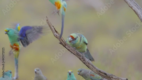 slow motion shot of a mallee ringneck biting two mulga parrots at gluepot reserve in south australia- conformed from 120p