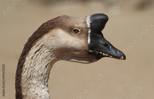portrait of a swan goose from profile