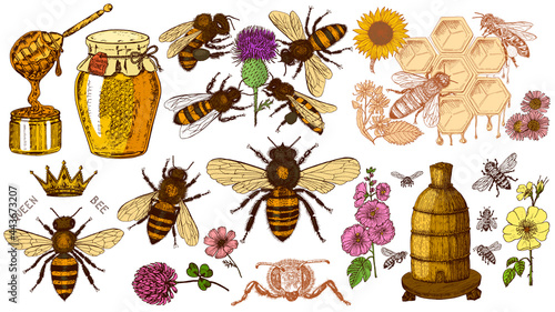 Bee and Honey set. Mead and insect and floral and Beekeeping. Honeycomb and hive Vector Engraved hand drawn Vintage old sketch for t-shirt or typography or badge. Vector illustration