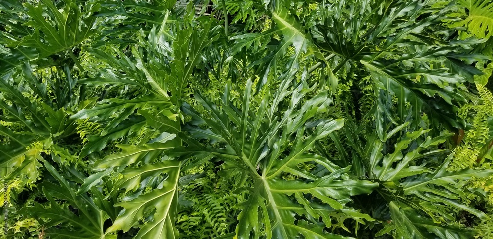 Natural background with green leaves in the foreground. Natural background with green leaves in the foreground.