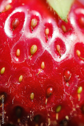 Wallpaper Mural Close-up of ripe strawberry showing seeds. Detailed surface macro shot of texture of fresh red fruit. Organic farming, healthy food, BIO viands, back to nature concept. Torontodigital.ca
