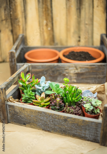 verschiedene Sukkulenten und Echeveria im Topf, pflanzen, pflegen und vermehren - Urban Jungle Trend