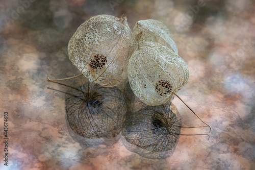 dried seed pods on a reflective surface