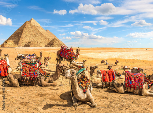 Curious camel and pyramids