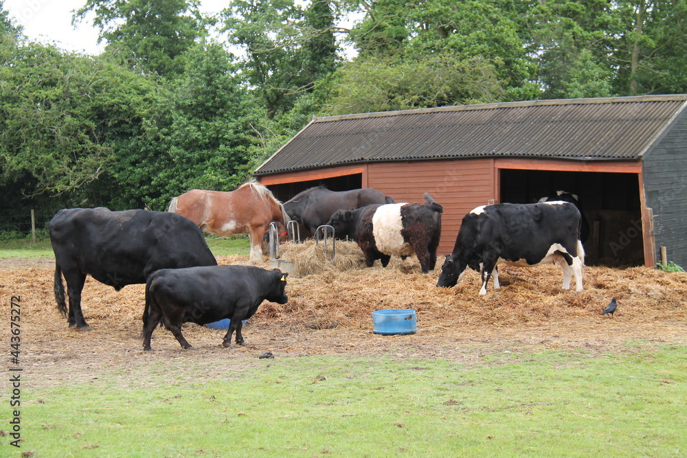 A Collection of Farm Cattle and Horses Feeding Together. A Collection of Farm Cattle and Horses Feeding Together.