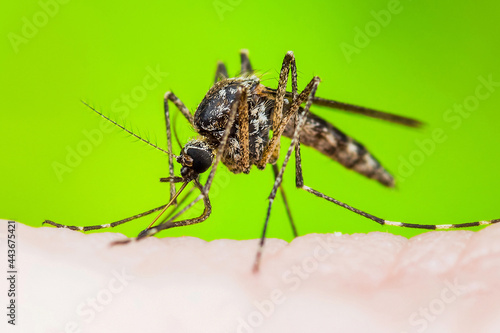 Yellow Fever, Dengue, Malaria or Zika Virus Infected Mosquito Bite Insect Macro on Green Background