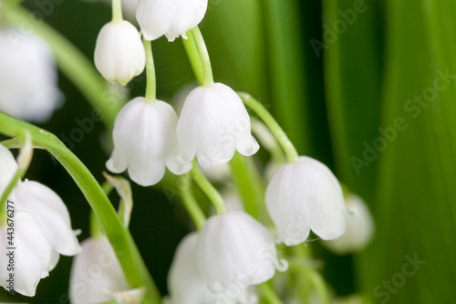 Lily of the valley flowers