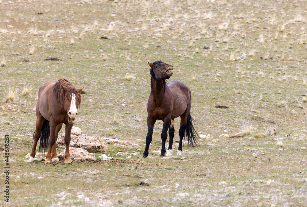 Wild Horse Stallions Facing Off in the Utah Desert Wild Horse Stallions Facing Off in the Utah Desert
