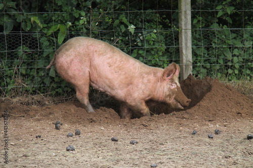 A Muddy Faced Pink Farm Pig Digging a Hole in the Soil.