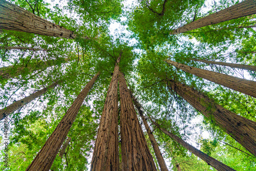 Into the woods at Muir Woods National Monument