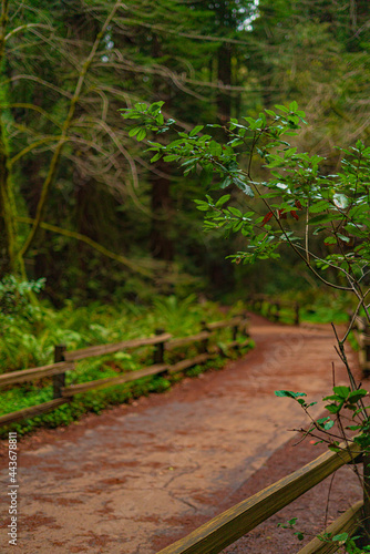 Into the woods at Muir Woods National Monument