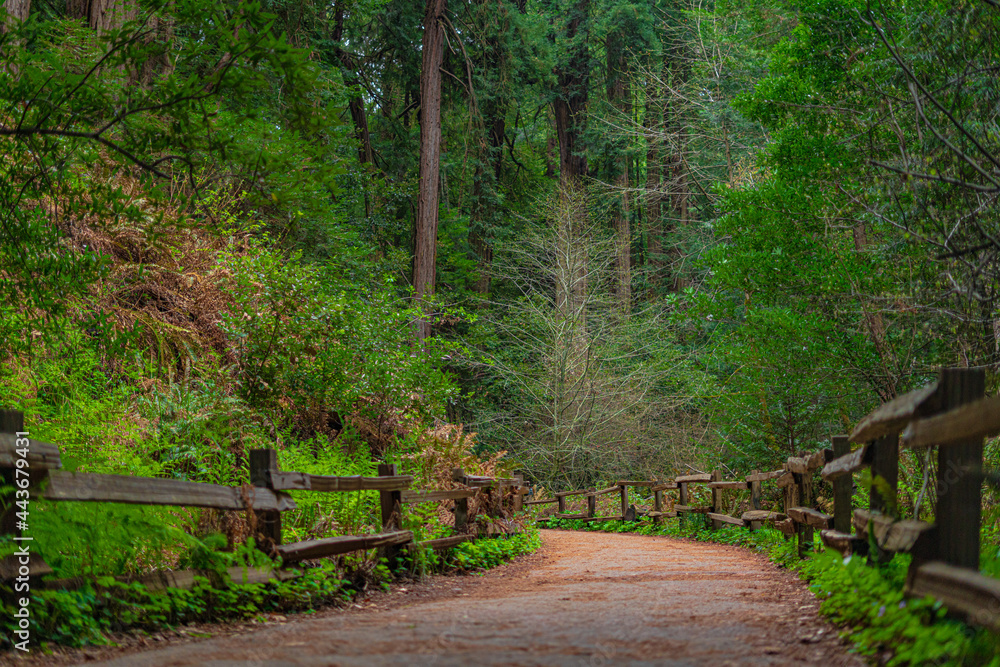 Into the woods at Muir Woods National Monument Into the woods at Muir Woods National Monument