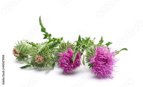Photo Pink burdock flowers with stem and leaves isolated on white background