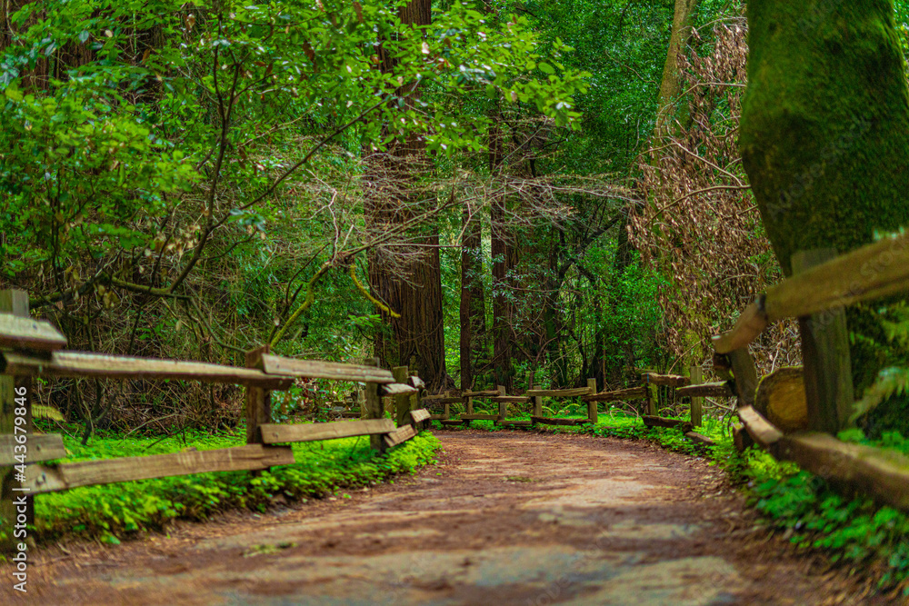 Into the woods at Muir Woods National Monument Into the woods at Muir Woods National Monument