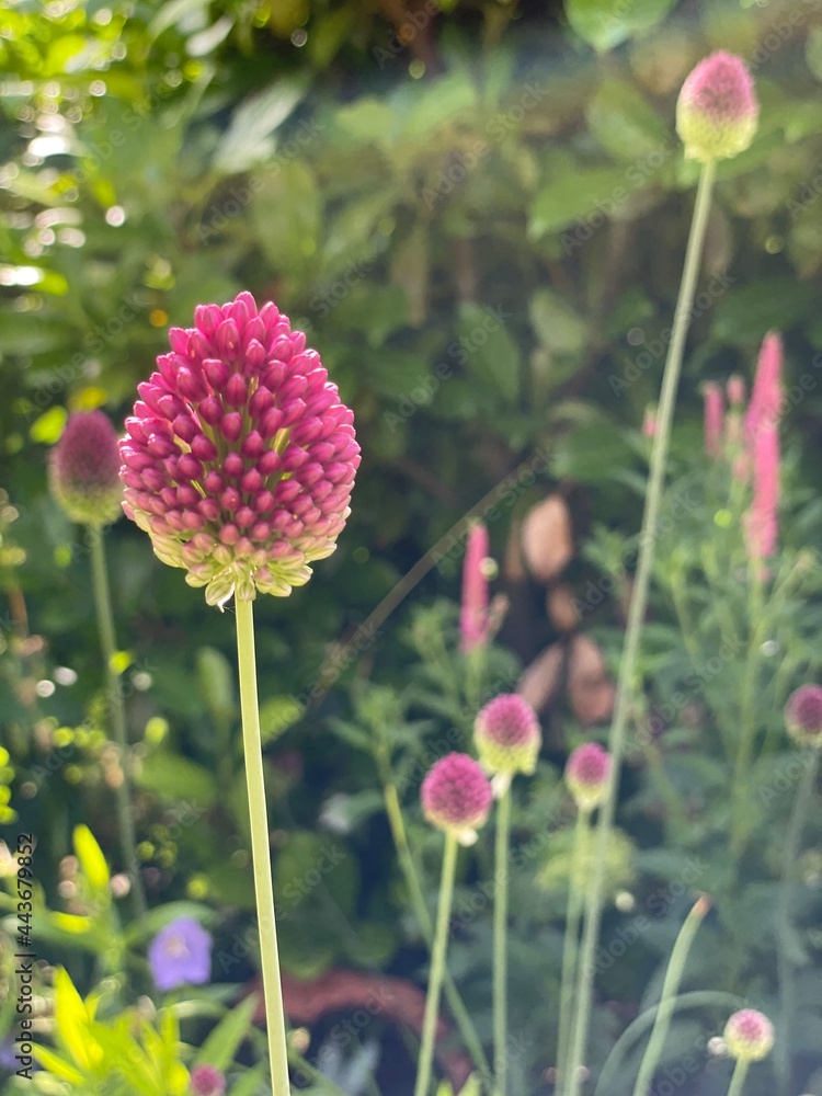 Obraz premium Blumen im Garten