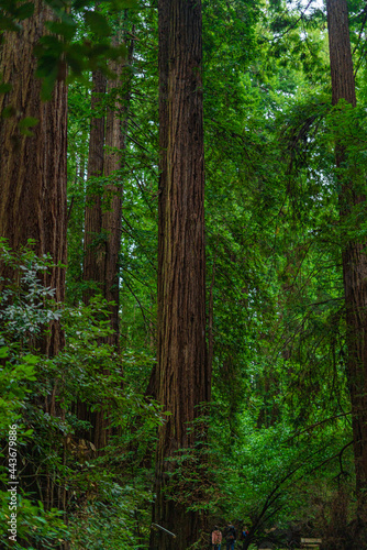 Into the woods at Muir Woods National Monument