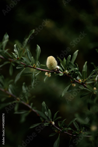 chestnuts ripening on a branch © Лилия Иванова